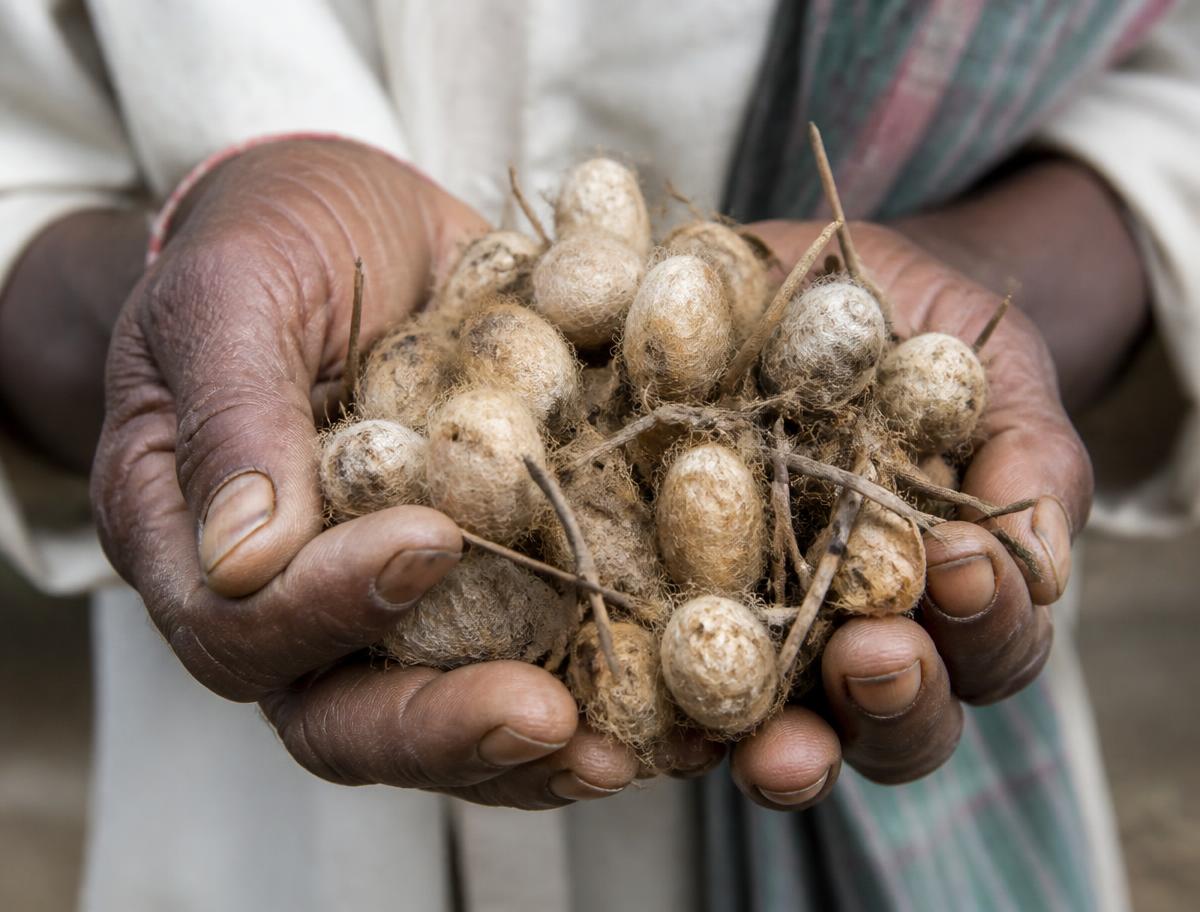 The Cocoon — step 02 of the Kosa silk journey